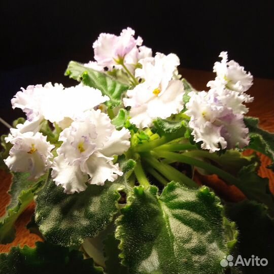 Сортовые фиалки цветут