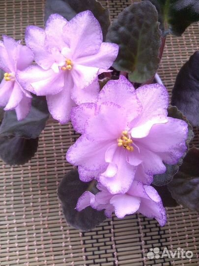 Цветы комнатные фиалки