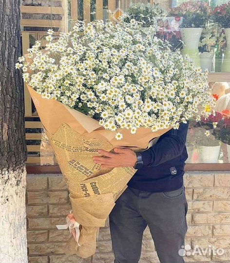 Цветы ромашки