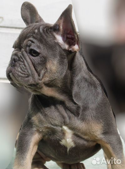 Французский бульдог щенки