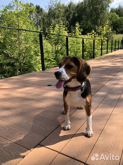 Передержка собак/ зооняня для кошек и собак