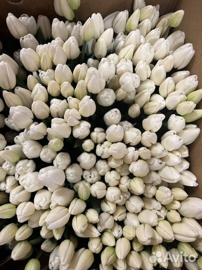 Луковицы тюльпанов