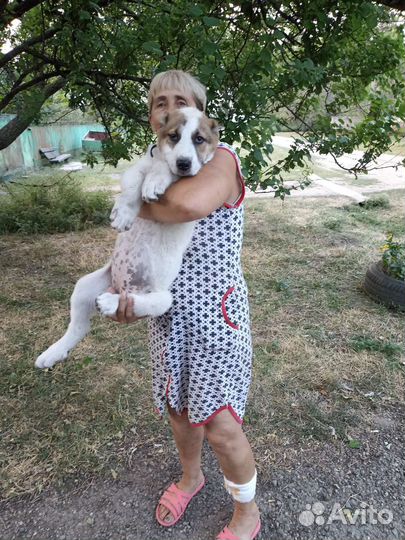 Щенки сао алабай