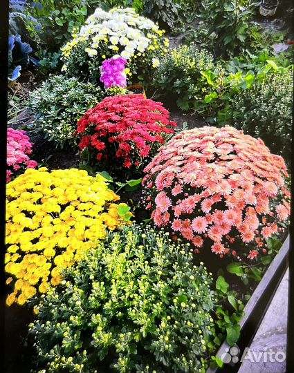 Хризантемы мультифлора