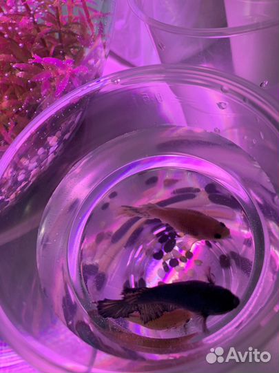 Рыбка петушок самка