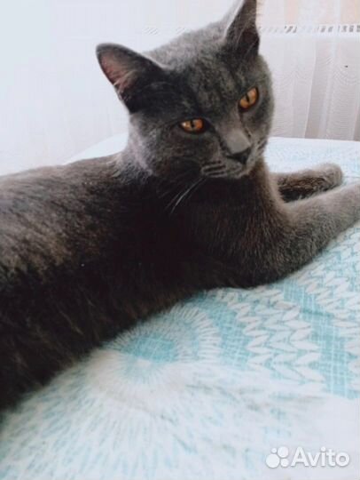 Игривый котик ищет семью