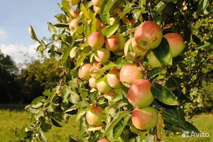 Саженцы яблони Яблочный спас