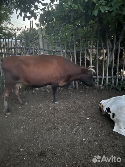 Коровы, бычки