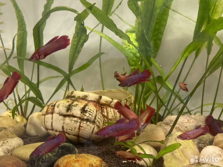 Рыбка петушок