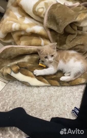 Котеночек мальчик