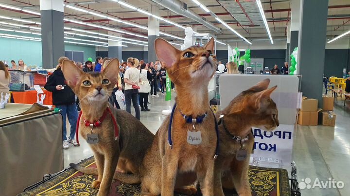 Ласковый котёнок