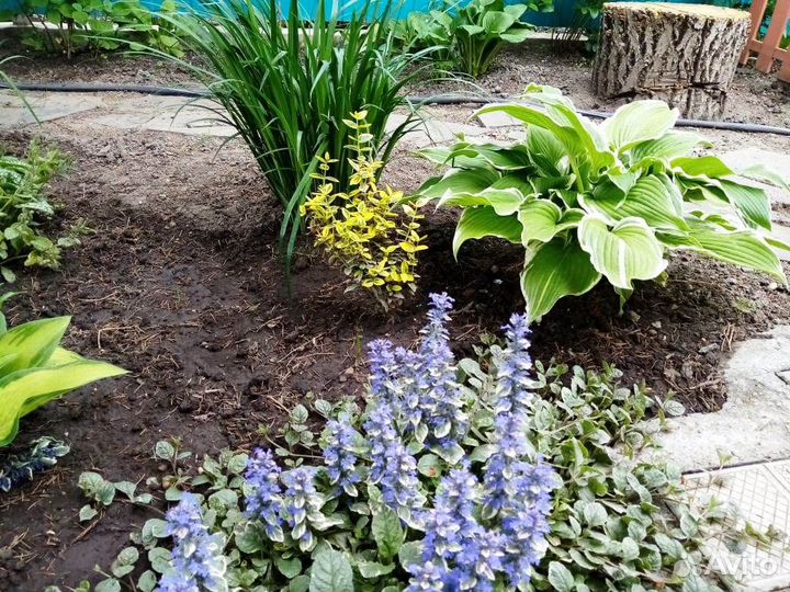 Садовые растения цветы