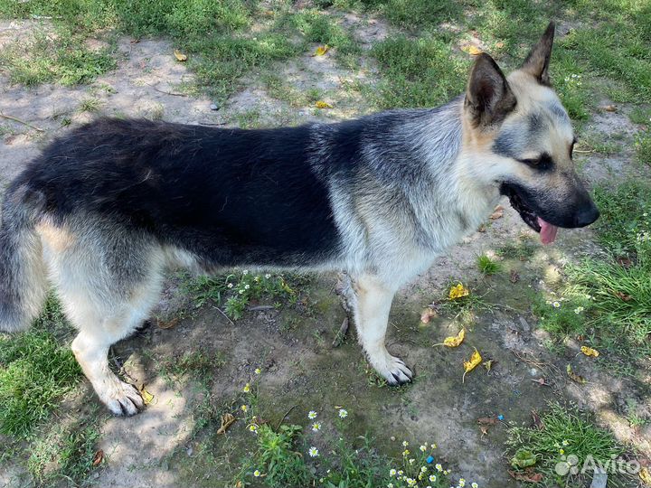 Вязка кобель вео