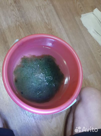 Полторошка мха