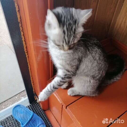 Кошка в дар бесплатно