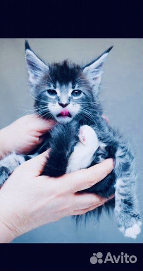 Полидакты и классики котята и вязка