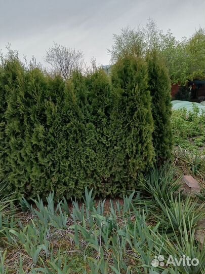 Туя смарагд 2,80м