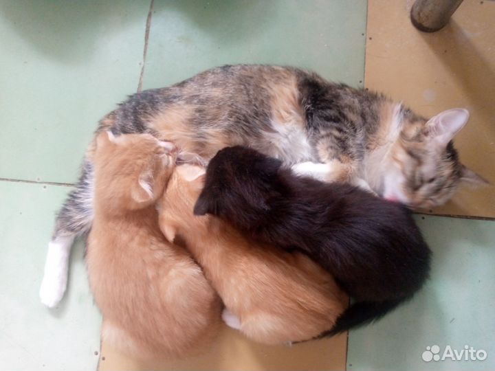 Продам котят
