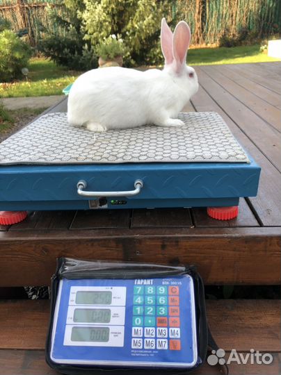 Белый Паннон кролик на племя