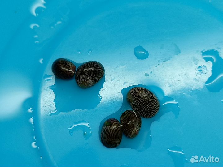 Теодоксус улитка 2-3 покаление на местной воде