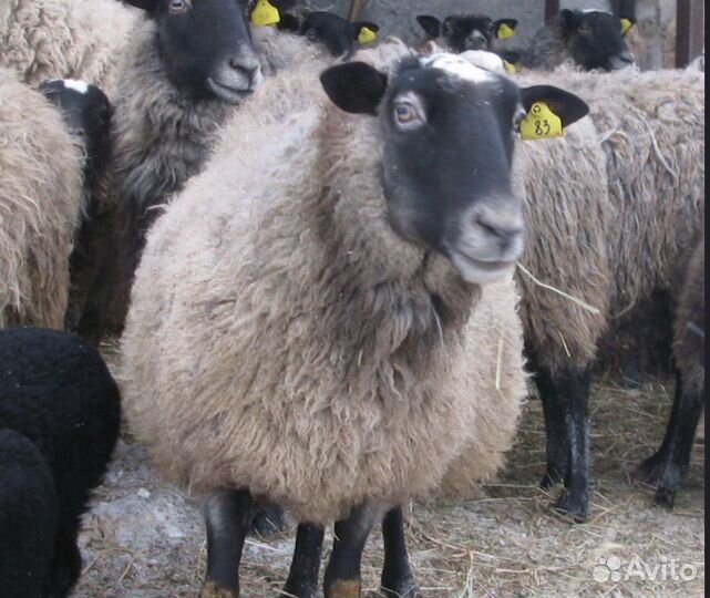 Овцы барашки и ягнята