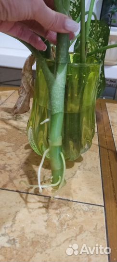 Диффенбахия черенки отростки с корнями