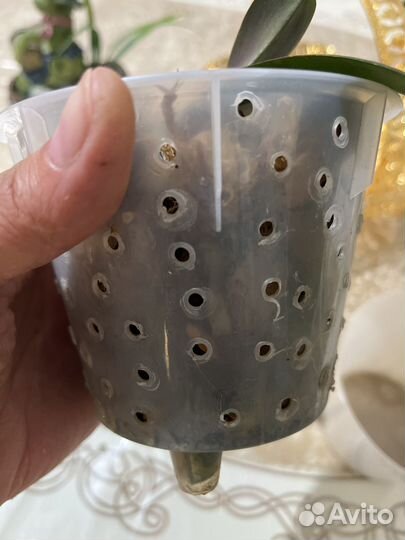 Орхидея фаленопсис