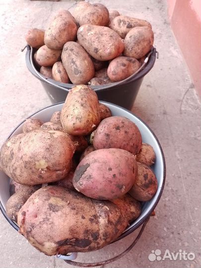 Картофель