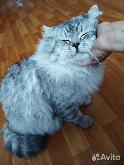 Кот Арсений, в добрые руки
