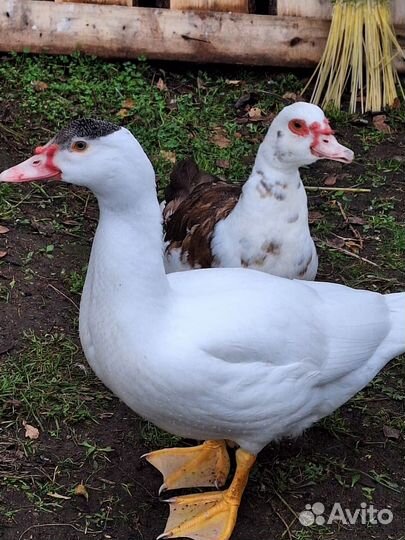 Селезни мускусных уток