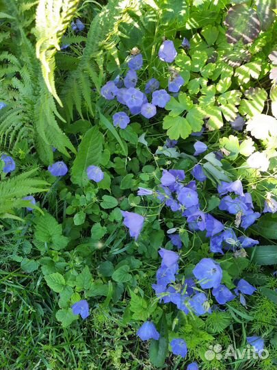 Колокольчик карпатский