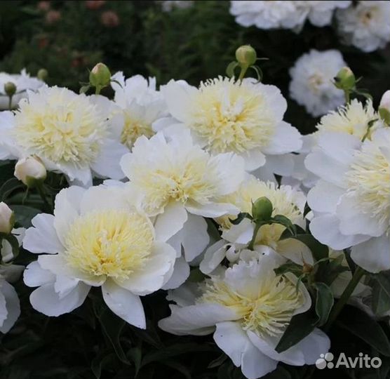 Пион Хоней голд Медовое золото