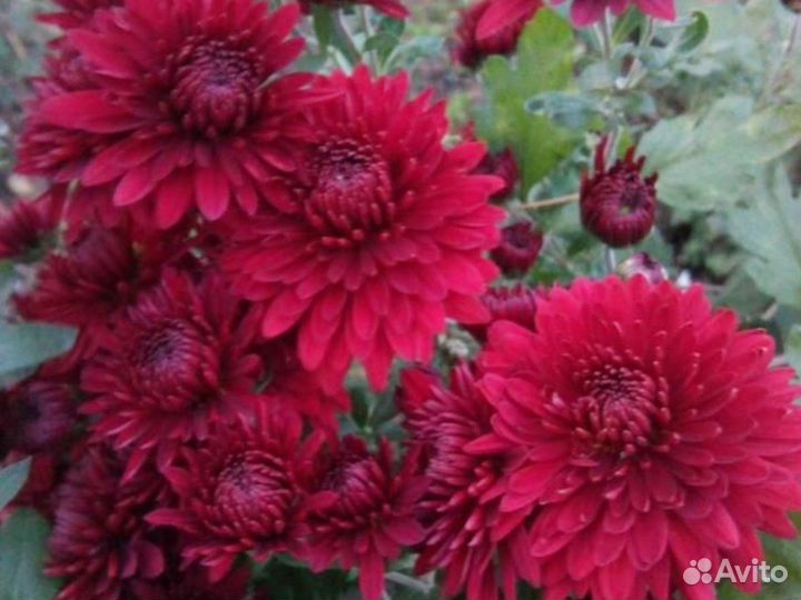 Хризантема Корейская Червона Калына Саженцы
