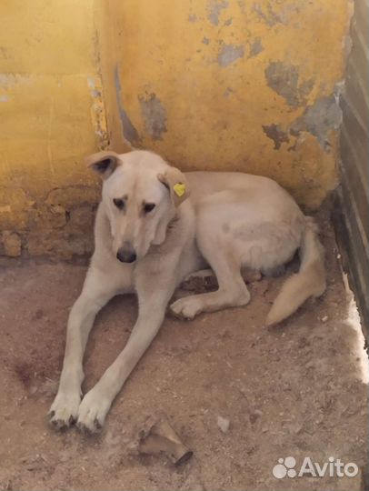 Меня предали и сдали в отлов