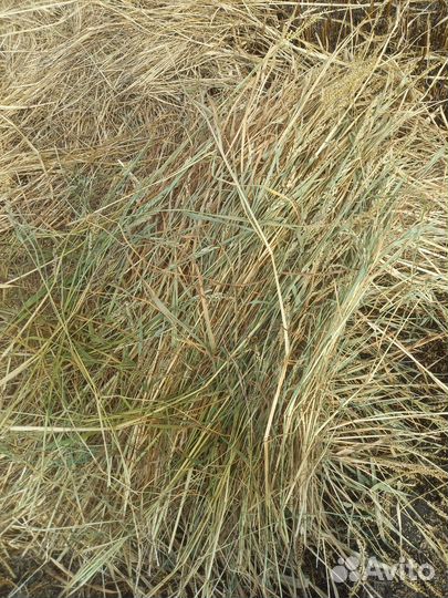 Сено в рулонах