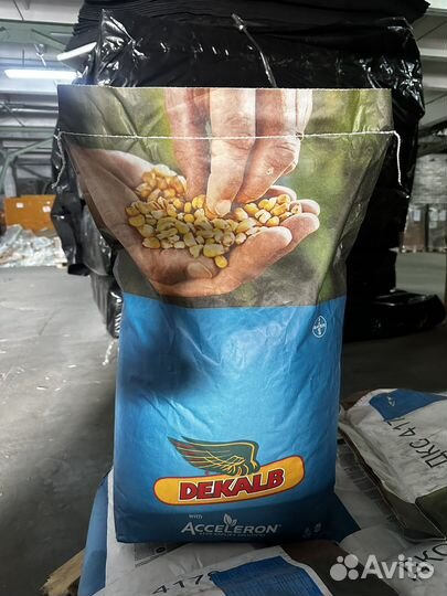 Семена кукурузы дкс 4178