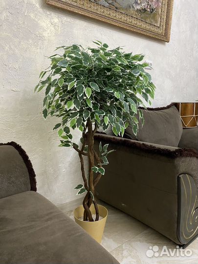 Фикус бенджамина пестролистный