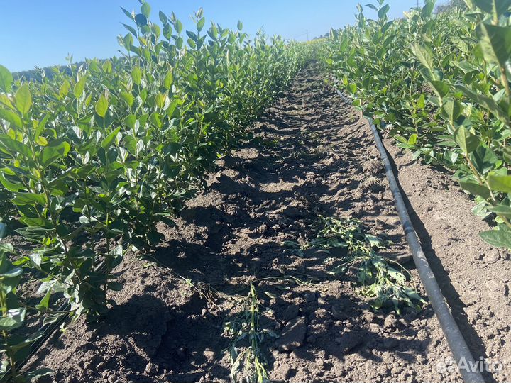 Кизильник блестящий окс зкм