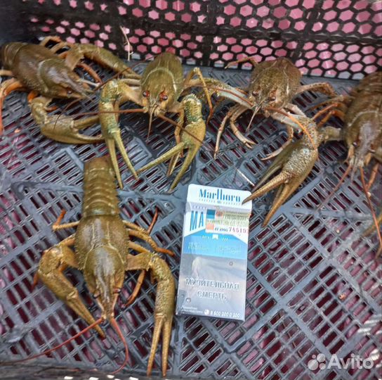 Живые раки