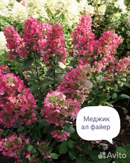 Метельчатые гортензии