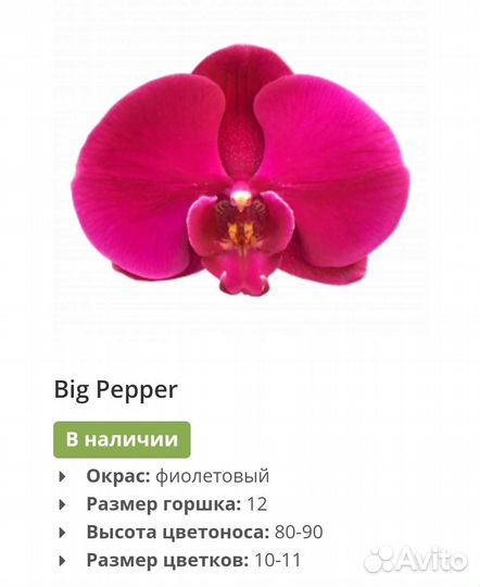 Орхидея фаленопсис Большой перец азия