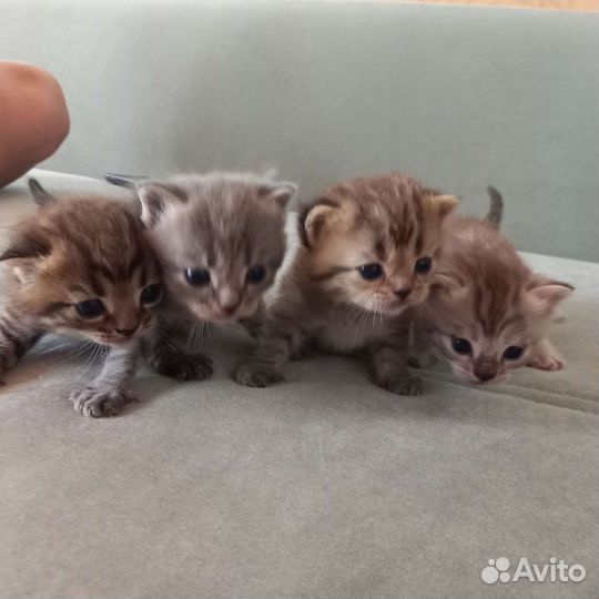 Шотландские котята