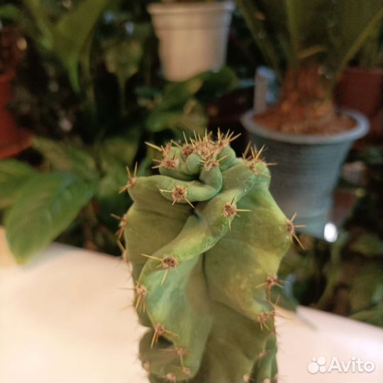 Кактус цереус