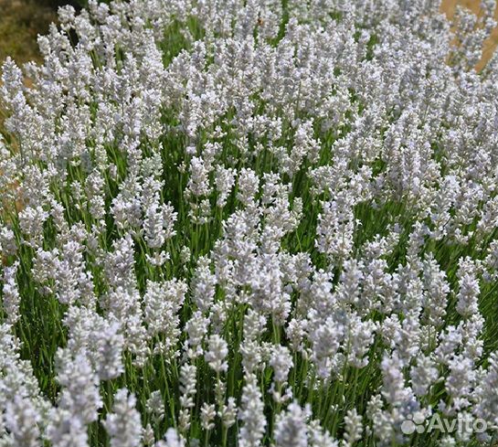 Лаванда саженцы