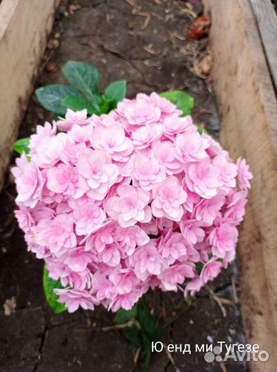 Гортензия крупнолистная