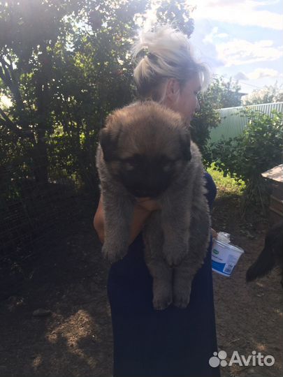 Отдам даром щенка