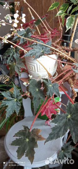 Хойя и другие