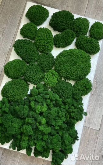 Стабилизированный мох чищенный