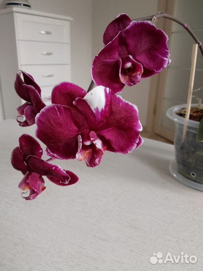 Орхидея фаленопсис