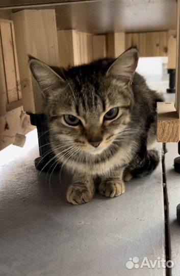 Котик потеряшка